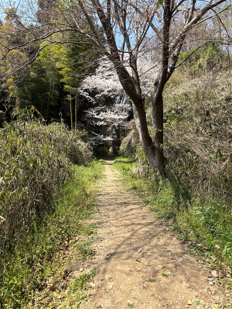 f:id:michiko_0609:20250416133210j:image