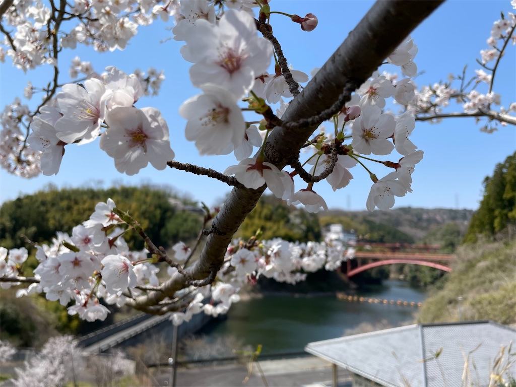 f:id:michiko_0609:20250416133629j:image