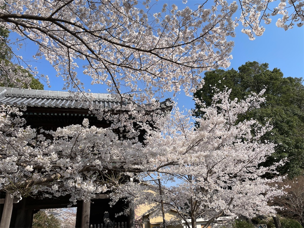 f:id:michiko_0609:20250416135515j:image