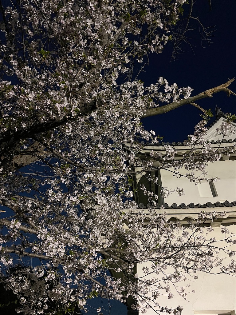 f:id:michiko_0609:20250417080536j:image