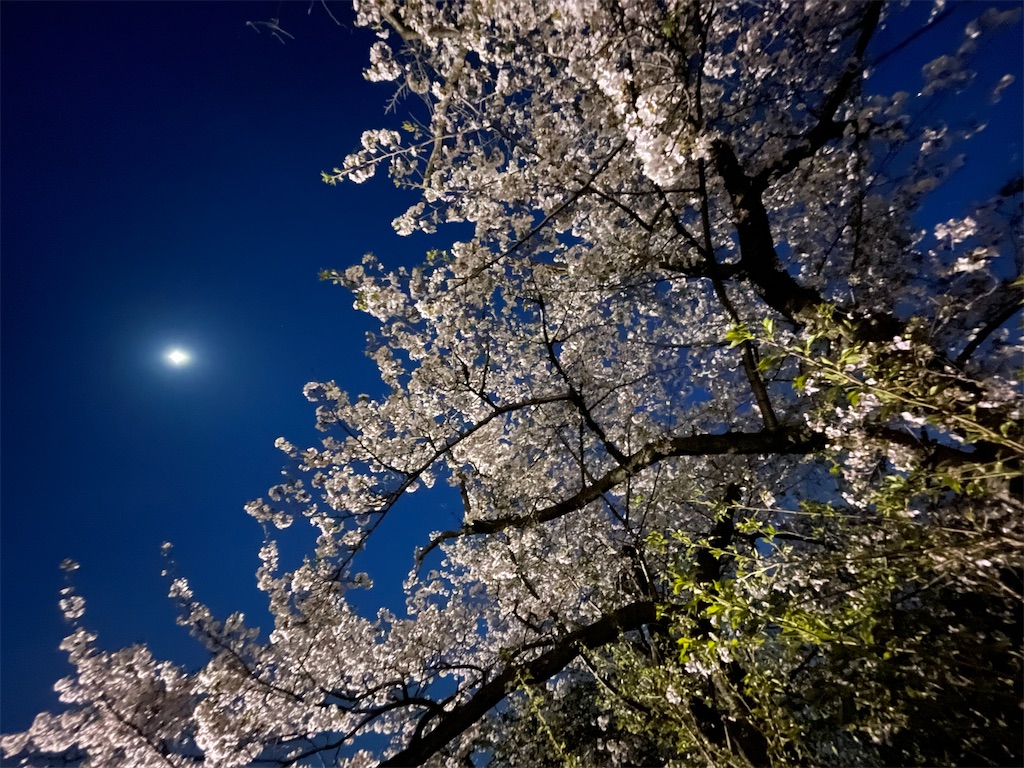 f:id:michiko_0609:20250417080829j:image
