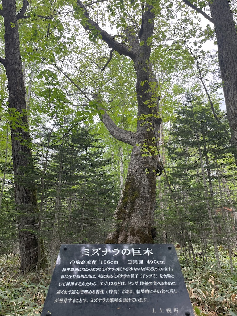 f:id:michiko_0609:20250615182006j:image