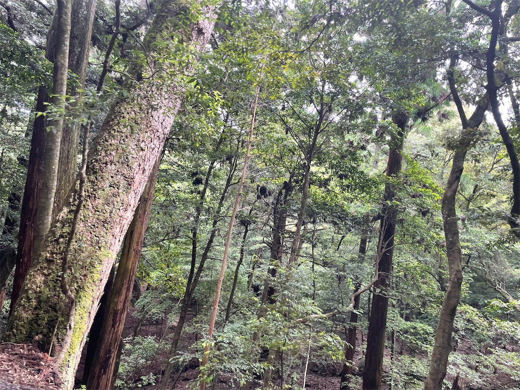 f:id:michiko_0609:20250709174014j:image