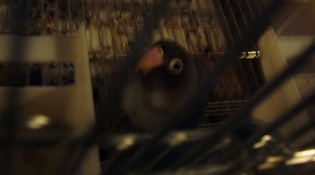 f:id:michiko_ta:20080426192501j:image f:id:michiko_ta:20080426192501j:image