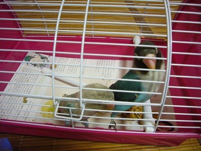 f:id:michiko_ta:20080430184912j:image f:id:michiko_ta:20080430184912j:image