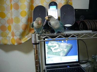 f:id:michiko_ta:20080505223315j:image f:id:michiko_ta:20080505223315j:image