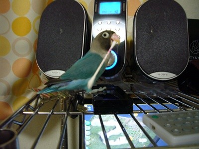 f:id:michiko_ta:20080505223409j:image f:id:michiko_ta:20080505223409j:image