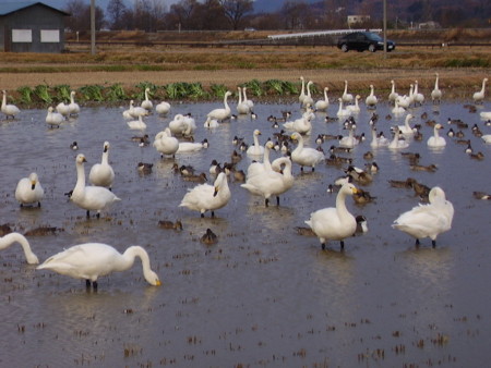 f:id:michimasa1937:20071202155038j:image