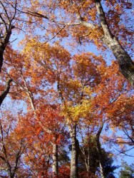 f:id:michimasa1937:20081112142524j:image