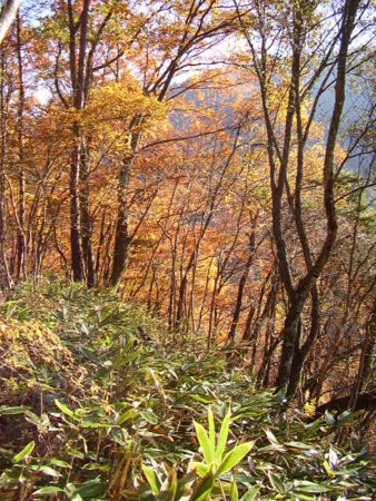 f:id:michimasa1937:20081112142746j:image