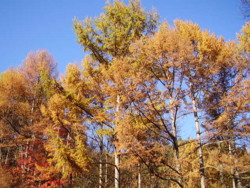 f:id:michimasa1937:20081112144008j:image