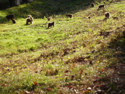 f:id:michimasa1937:20081112145017j:image