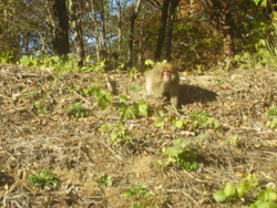 f:id:michimasa1937:20081112145737j:image