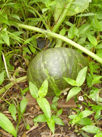 f:id:michimasa1937:20090731065807j:image