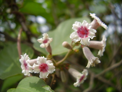 f:id:michimasa1937:20090819102456j:image:right