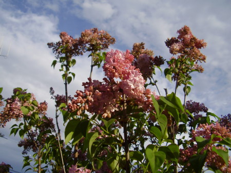 f:id:michimasa1937:20100507174815j:image:left f:id:michimasa1937:20100507174815j:image:left