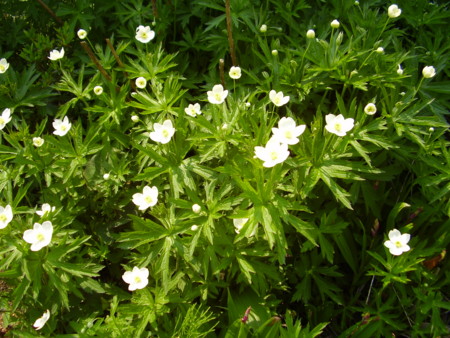 f:id:michimasa1937:20100525145828j:image:left f:id:michimasa1937:20100525145828j:image:left