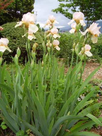 f:id:michimasa1937:20100526151635j:image:left f:id:michimasa1937:20100526151635j:image:left