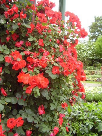 f:id:michimasa1937:20100620122149j:image:right