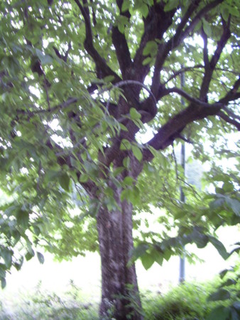 f:id:michimasa1937:20110616112111j:image:left