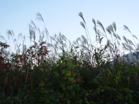 f:id:michimasa1937:20111027112158j:image:left