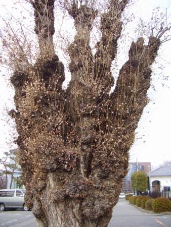 f:id:michimasa1937:20120311085111j:image:w360