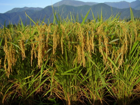 f:id:michimasa1937:20120904195012j:image:left