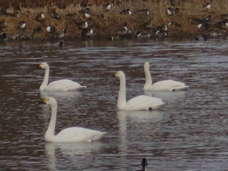 f:id:michimasa1937:20130103002521j:image:left