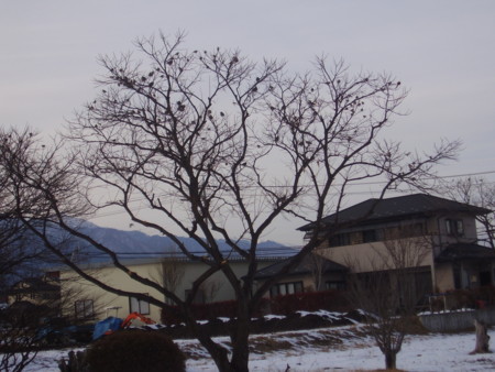 f:id:michimasa1937:20130214054919j:image:right