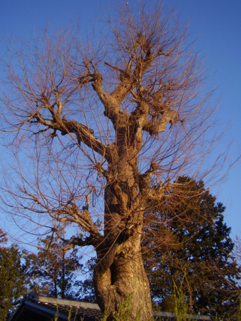 f:id:michimasa1937:20130320104732j:image:w360:right