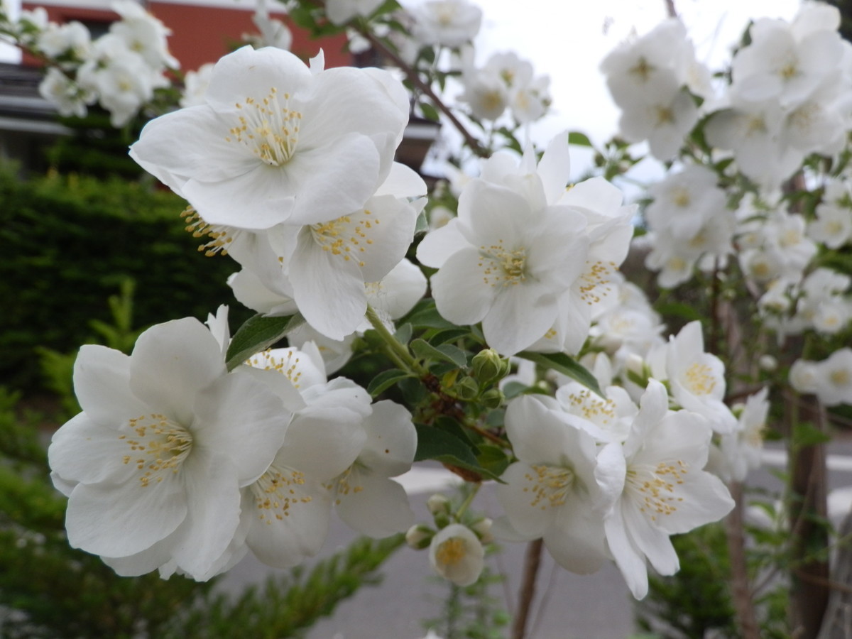 f:id:michimasa1937:20130611165225j:plain