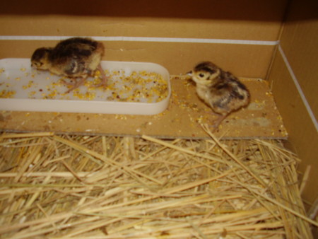 f:id:michimasa1937:20130622115119j:image:right f:id:michimasa1937:20130622115119j:image:right