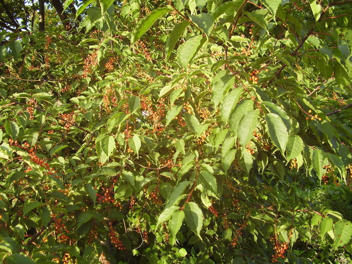 f:id:michimasa1937:20130720083457j:plain