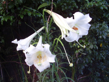 f:id:michimasa1937:20130903082448j:image:w360:left