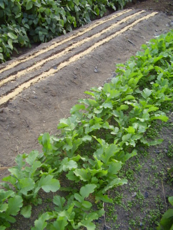 f:id:michimasa1937:20130927192143j:image:left