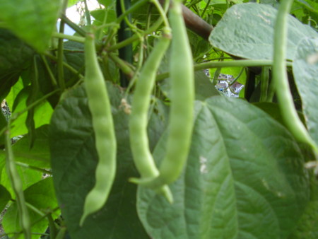 f:id:michimasa1937:20130927192933j:image:left