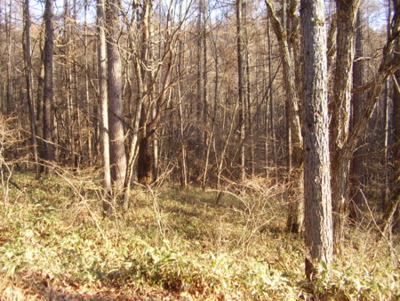 f:id:michimasa1937:20131121053030j:image:left