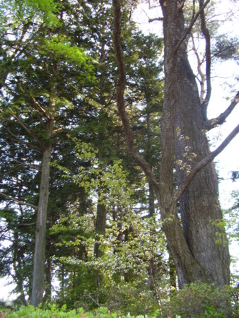 f:id:michimasa1937:20140421175339j:image:w360:right