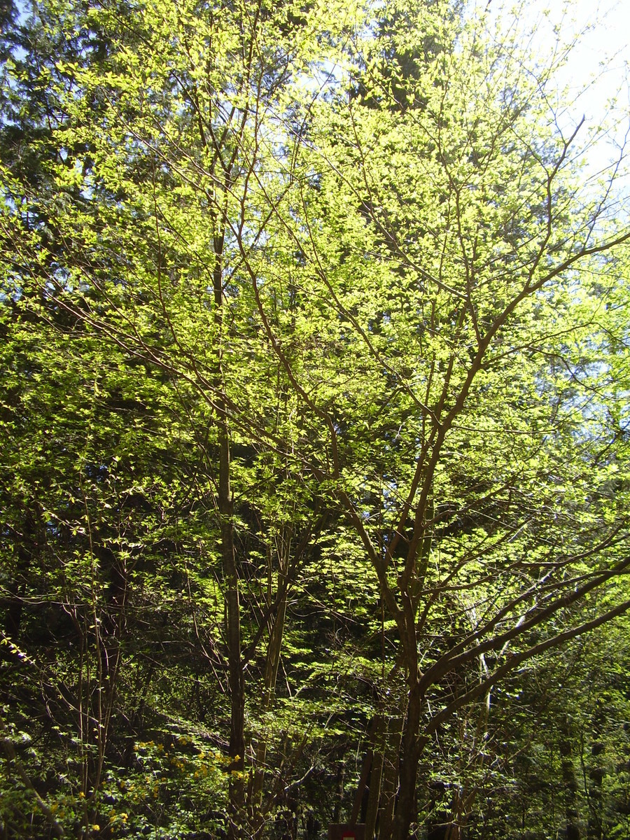 f:id:michimasa1937:20150411204921j:plain f:id:michimasa1937:20150411204921j:plain