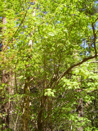 f:id:michimasa1937:20150411204935j:image:left