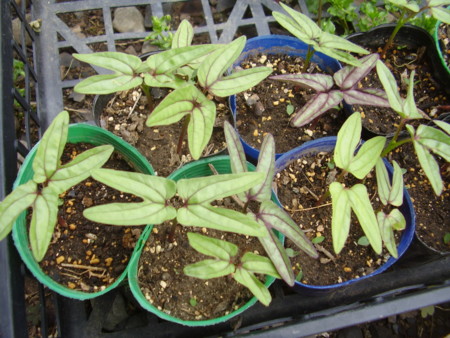 f:id:michimasa1937:20150511033521j:image:w360