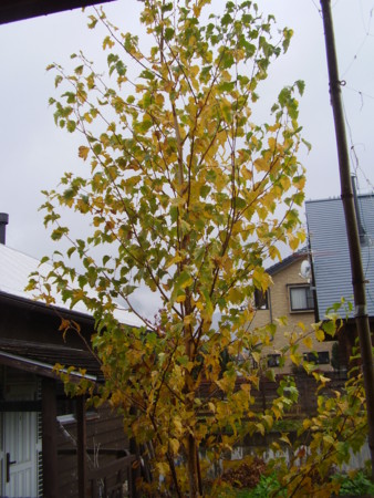 f:id:michimasa1937:20151021181701j:image:w360