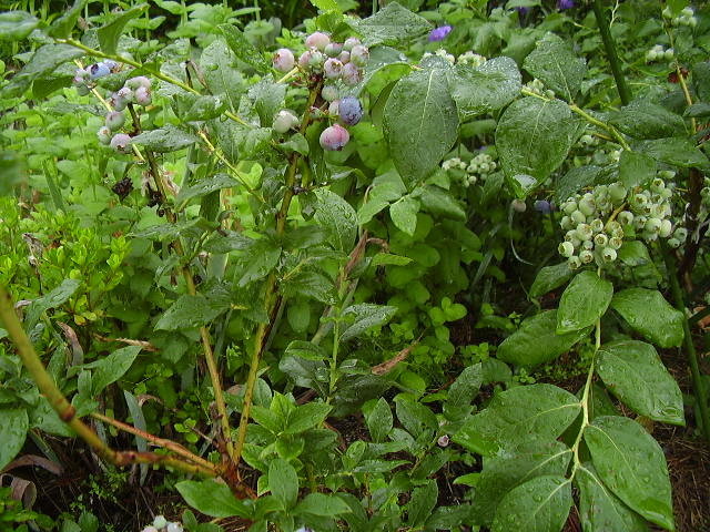 f:id:michimasa1937:20170616060619j:plain