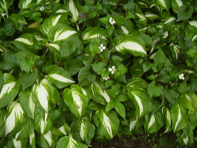 f:id:michimasa1937:20170616060817j:plain