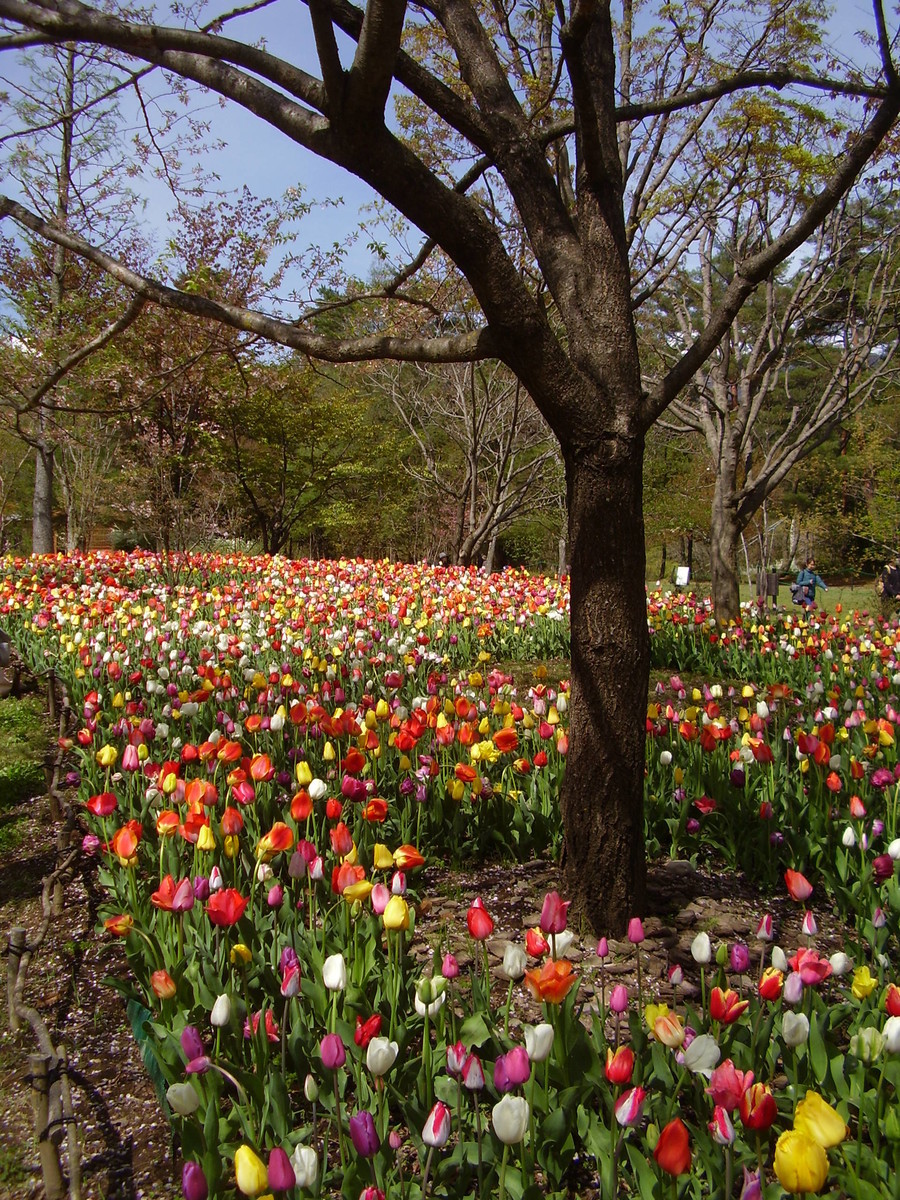 f:id:michimasa1937:20190409211929j:plain