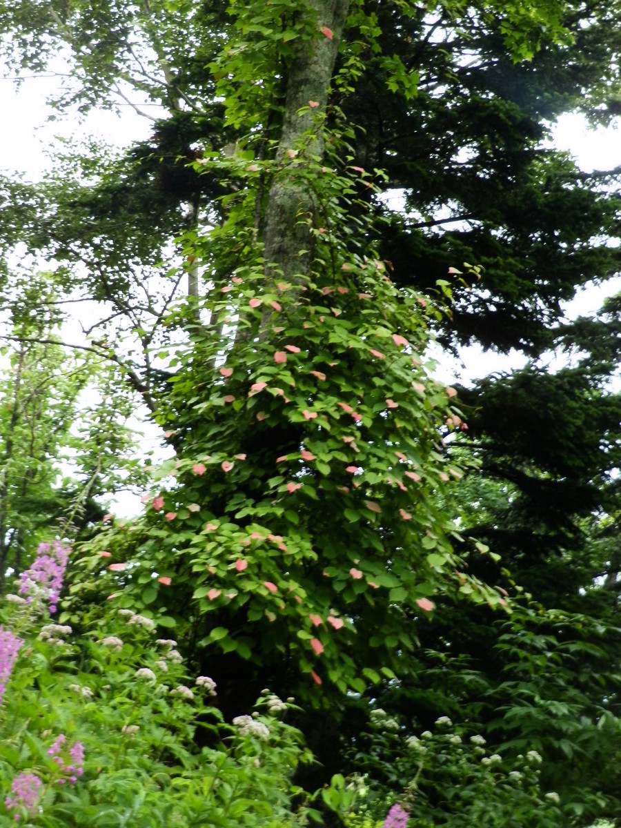 f:id:michimasa1937:20190906101943j:plain