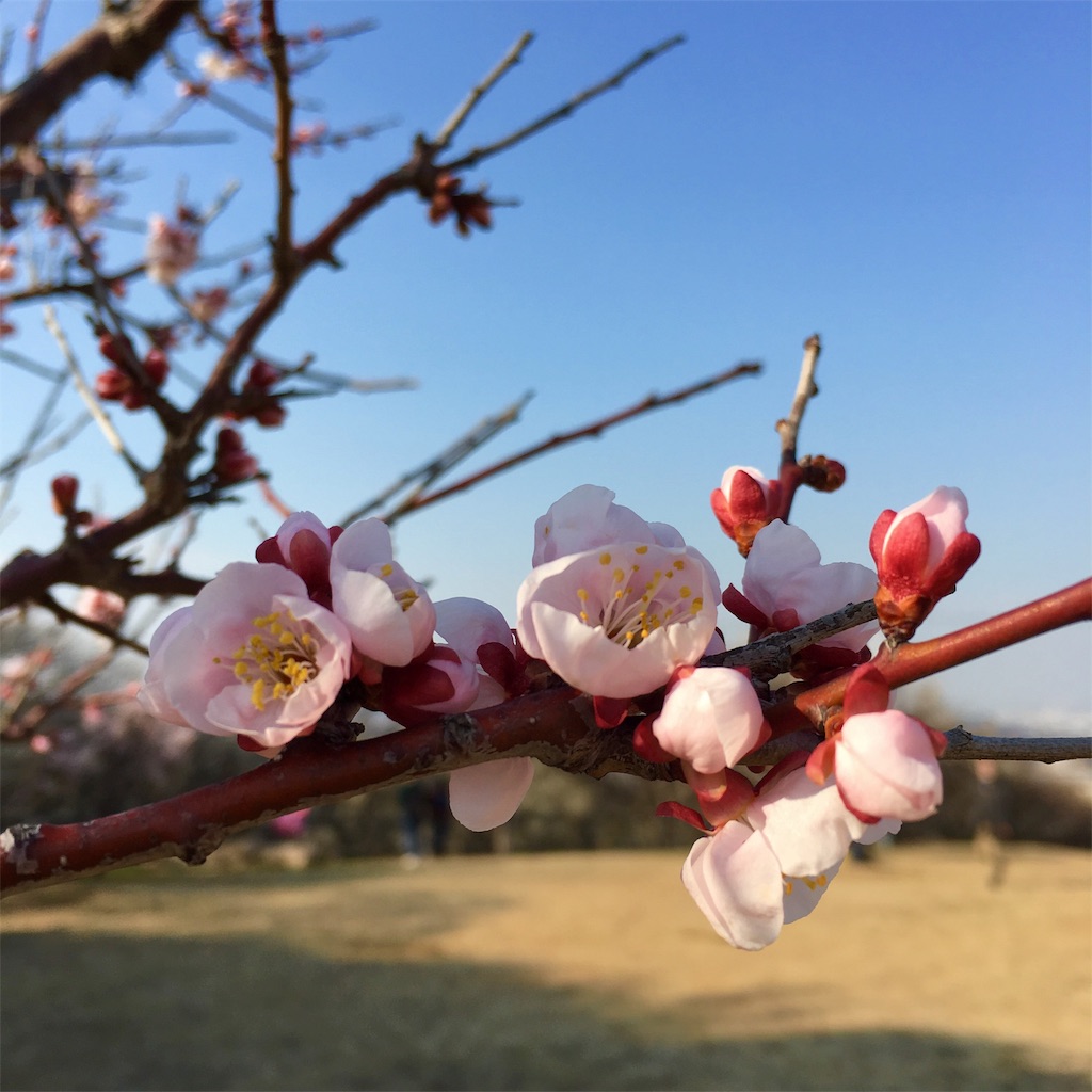 f:id:michimichi141:20190304004019j:image