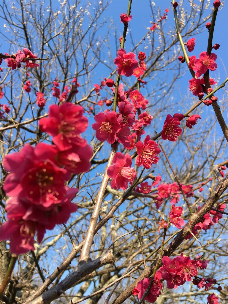 f:id:michimichi141:20190304004244j:image