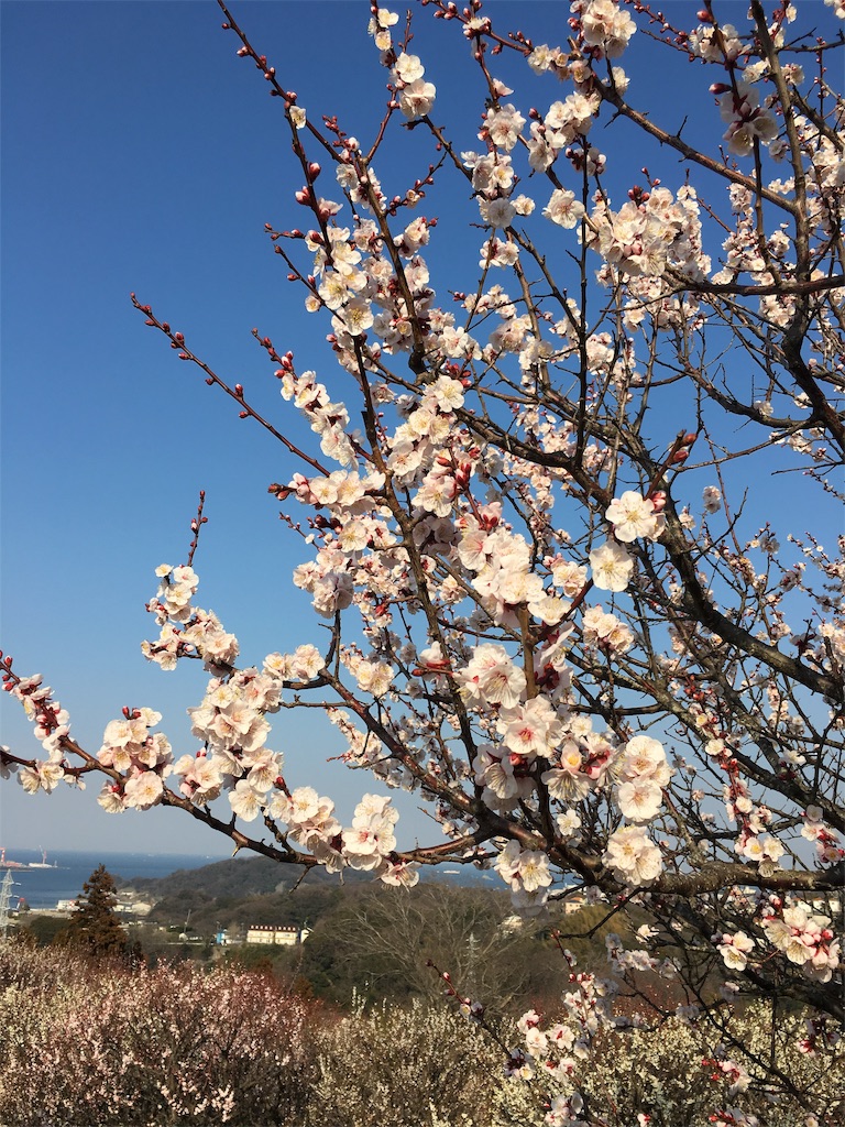 f:id:michimichi141:20190304004313j:image