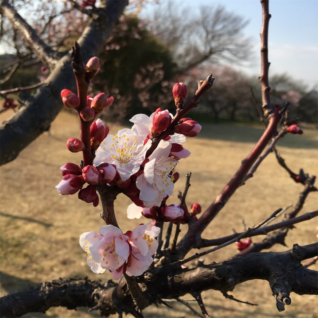 f:id:michimichi141:20190304004432j:image